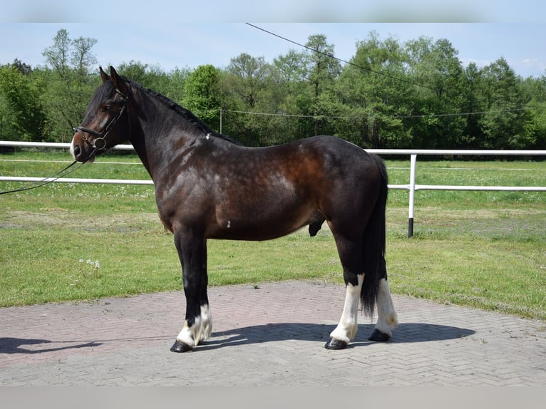 Polnisches Warmblut Mix Wallach 2 Jahre 165 cm Schecke in Chełmno