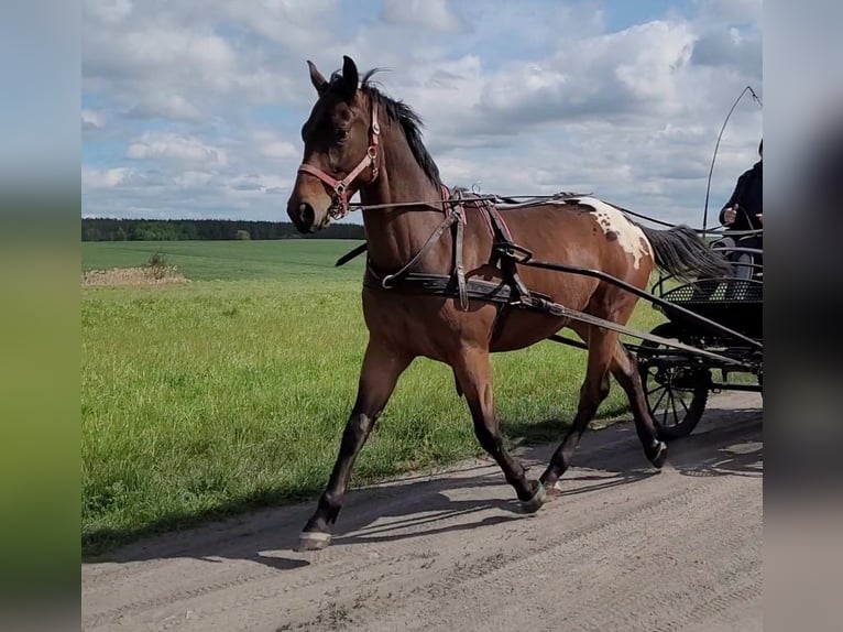 Polnisches Warmblut Wallach 3 Jahre 159 cm Tigerschecke in Krajenka