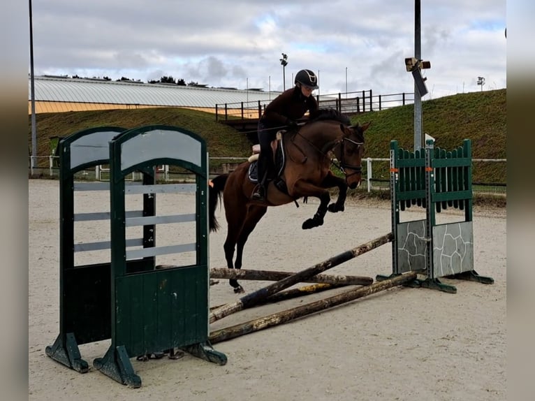 Polnisches Warmblut Wallach 3 Jahre 162 cm Brauner in Forst