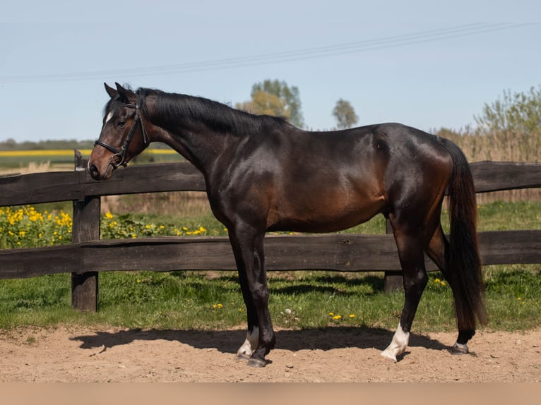 Polnisches Warmblut Wallach 3 Jahre 163 cm Rotbrauner in Frombork
