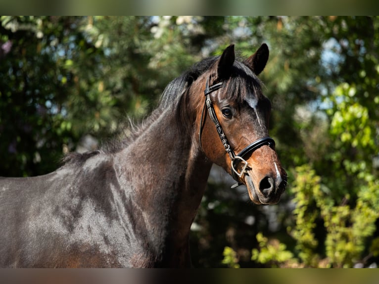 Polnisches Warmblut Wallach 3 Jahre 163 cm Rotbrauner in Frombork