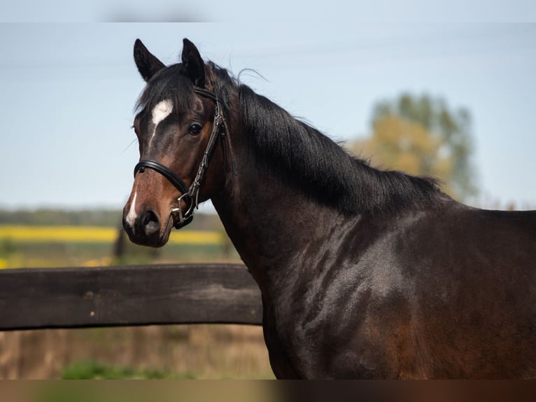 Polnisches Warmblut Wallach 3 Jahre 163 cm Rotbrauner in Frombork