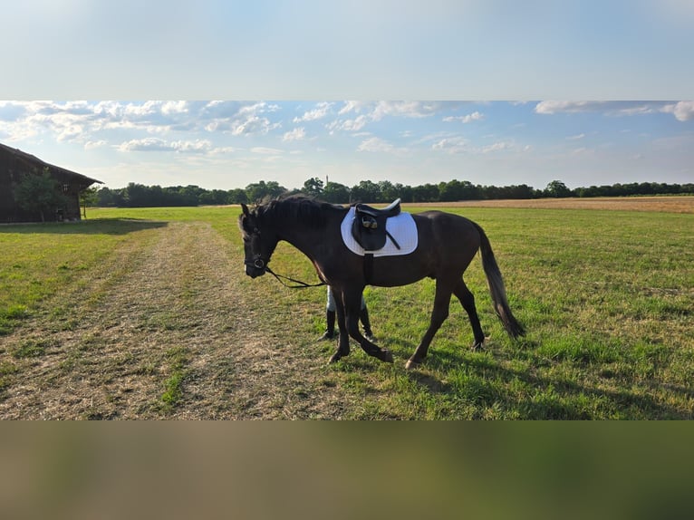 Polnisches Warmblut Wallach 3 Jahre 164 cm Rappschimmel in Emmering