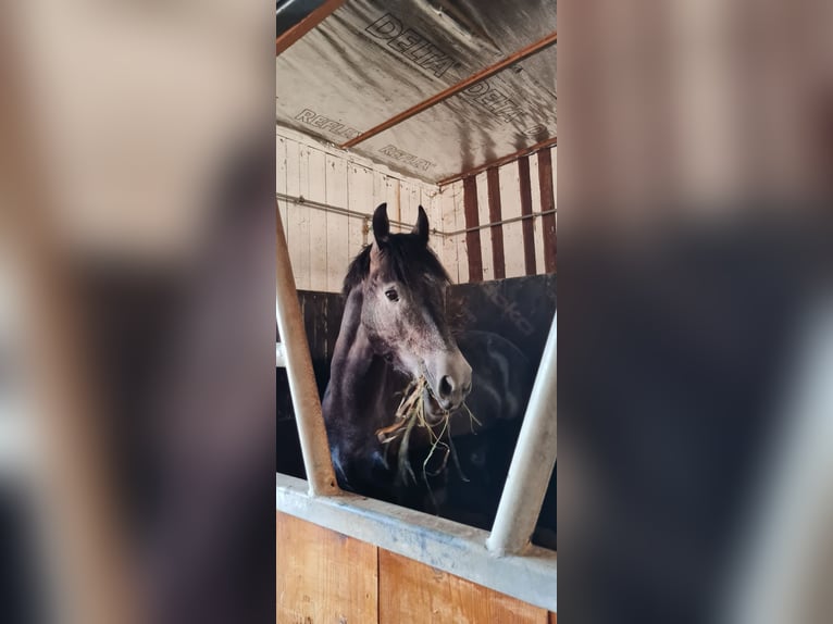 Polnisches Warmblut Wallach 3 Jahre 164 cm Rappschimmel in Emmering