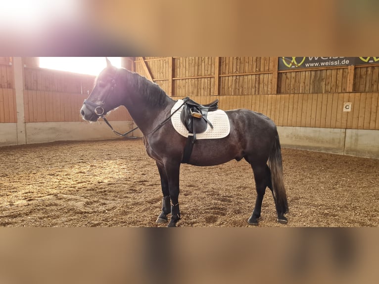 Polnisches Warmblut Wallach 3 Jahre 164 cm Rappschimmel in Emmering