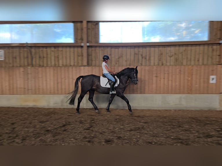 Polnisches Warmblut Wallach 3 Jahre 164 cm Rappschimmel in Emmering