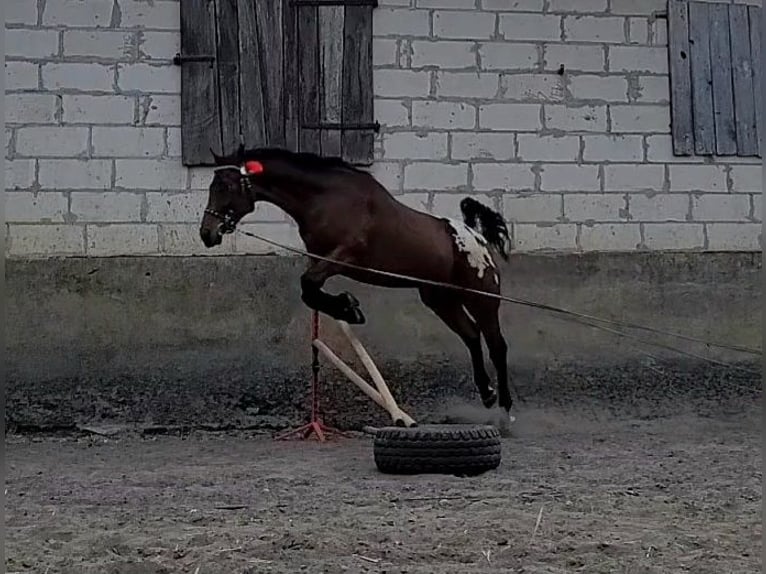 Polnisches Warmblut Wallach 3 Jahre 164 cm Tigerschecke in Krajenka