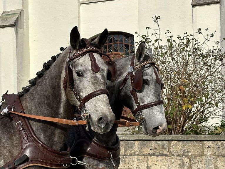 Polnisches Warmblut Wallach 3 Jahre 167 cm Schimmel in Riedlingen