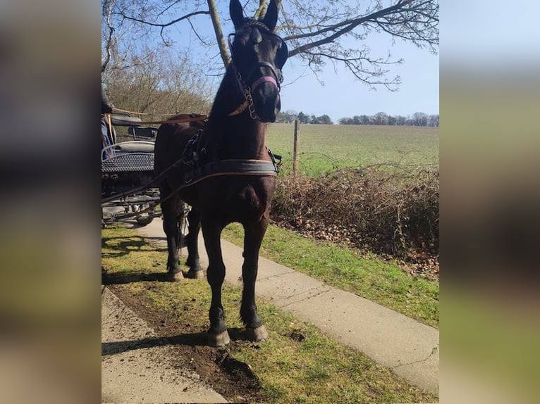 Polnisches Warmblut Wallach 3 Jahre 169 cm Dunkelbrauner in Neubukow