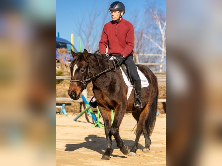 Polnisches Warmblut Wallach 4 Jahre 143 cm Brauner in Lutomia G&#xF3;rna
