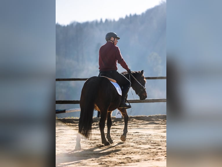 Polnisches Warmblut Wallach 4 Jahre 143 cm Brauner in Lutomia G&#xF3;rna