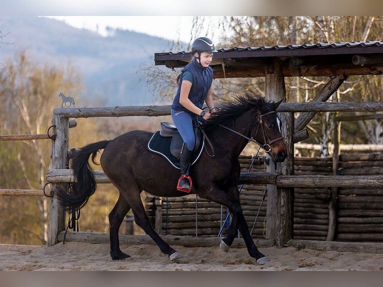 Polnisches Warmblut Wallach 4 Jahre 143 cm Brauner in Lutomia G&#xF3;rna