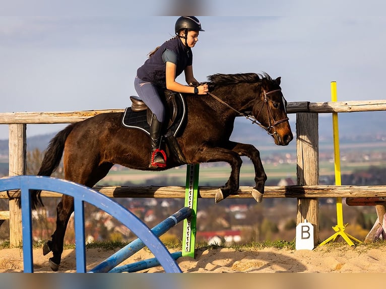 Polnisches Warmblut Wallach 4 Jahre 143 cm Brauner in Lutomia G&#xF3;rna