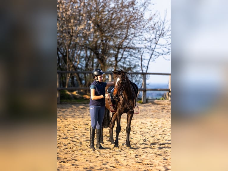Polnisches Warmblut Wallach 4 Jahre 143 cm Brauner in Lutomia G&#xF3;rna