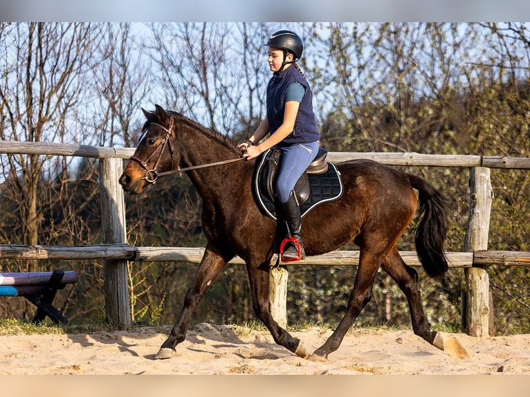 Polnisches Warmblut Wallach 4 Jahre 143 cm Brauner in Lutomia G&#xF3;rna