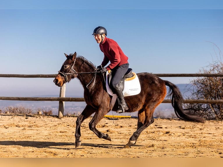 Polnisches Warmblut Wallach 4 Jahre 144 cm Brauner in Lutomia Górna