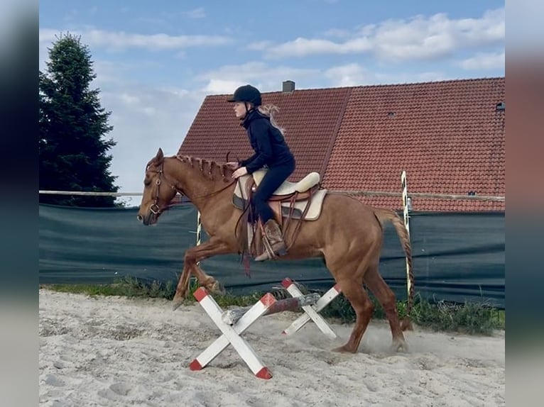 Polnisches Warmblut Wallach 4 Jahre 152 cm Fuchs in Apelern
