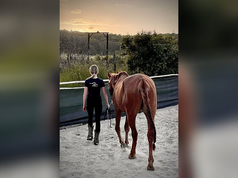 Polnisches Warmblut Wallach 4 Jahre 152 cm Fuchs in Apelern