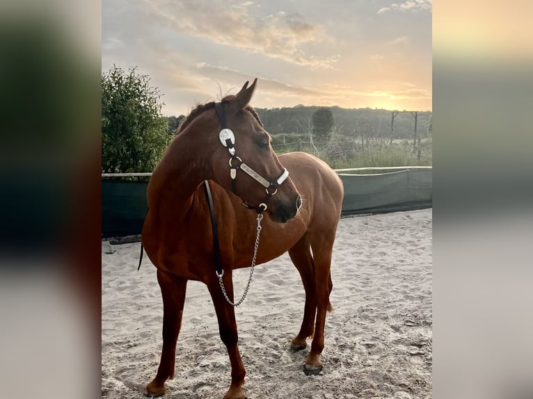 Polnisches Warmblut Wallach 4 Jahre 152 cm Fuchs in Apelern