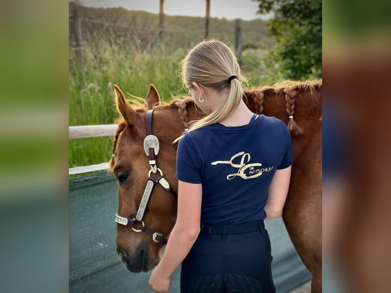 Polnisches Warmblut Wallach 4 Jahre 152 cm Fuchs in Apelern