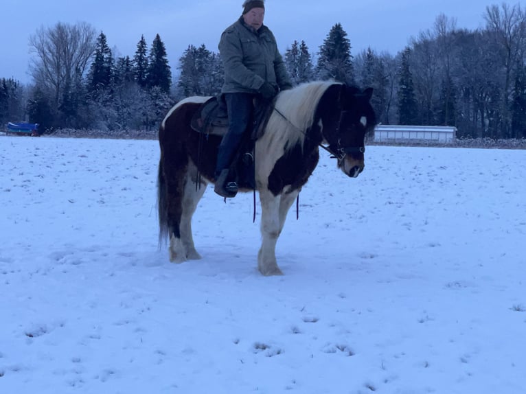 Polnisches Warmblut Wallach 4 Jahre 155 cm Tobiano-alle-Farben in Fuchstal