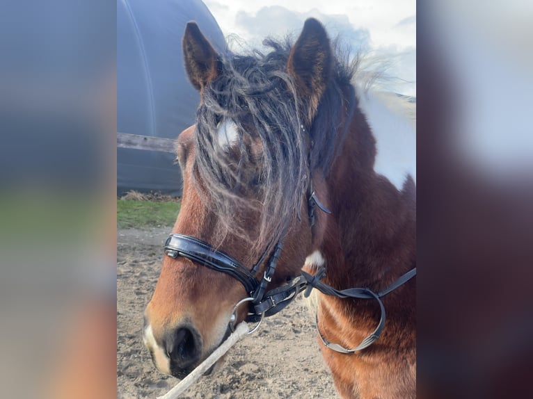 Polnisches Warmblut Wallach 4 Jahre 155 cm Tobiano-alle-Farben in Fuchstal