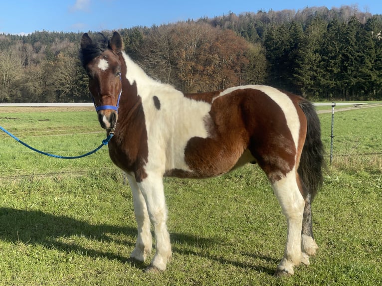 Polnisches Warmblut Wallach 4 Jahre 155 cm Tobiano-alle-Farben in Fuchstal