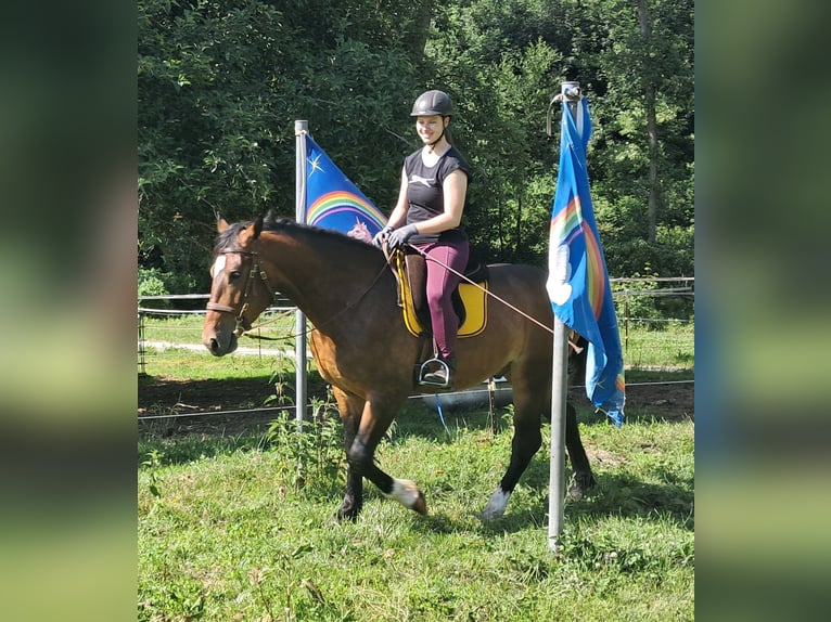 Polnisches Warmblut Wallach 4 Jahre 157 cm Brauner in Bayerbach