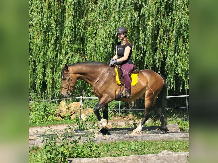 Polnisches Warmblut Wallach 4 Jahre 157 cm Brauner in Bayerbach