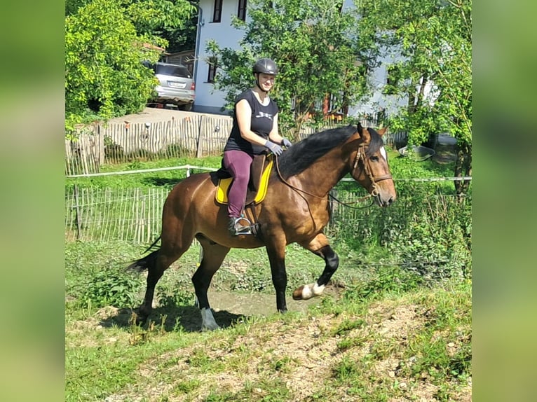Polnisches Warmblut Wallach 4 Jahre 157 cm Brauner in Bayerbach