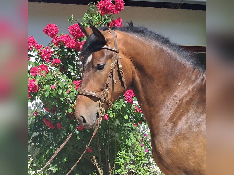 Polnisches Warmblut Wallach 4 Jahre 157 cm Brauner in Bayerbach