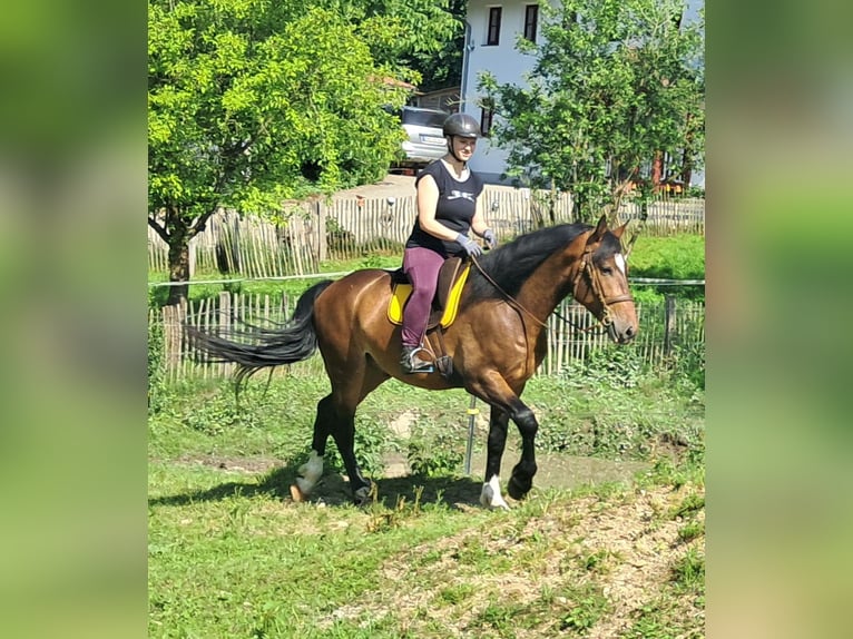 Polnisches Warmblut Wallach 4 Jahre 157 cm Brauner in Bayerbach