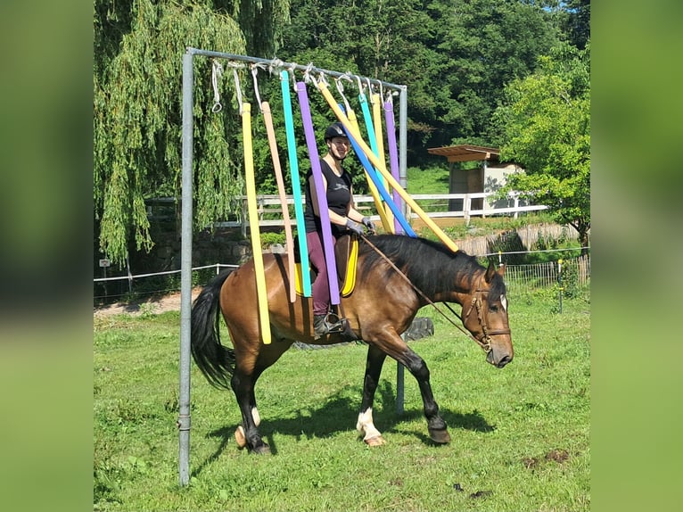 Polnisches Warmblut Wallach 4 Jahre 157 cm Brauner in Bayerbach