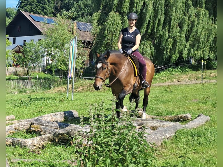 Polnisches Warmblut Wallach 4 Jahre 157 cm Brauner in Bayerbach