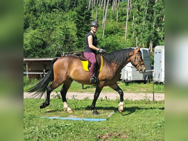 Polnisches Warmblut Wallach 4 Jahre 157 cm Brauner in Bayerbach