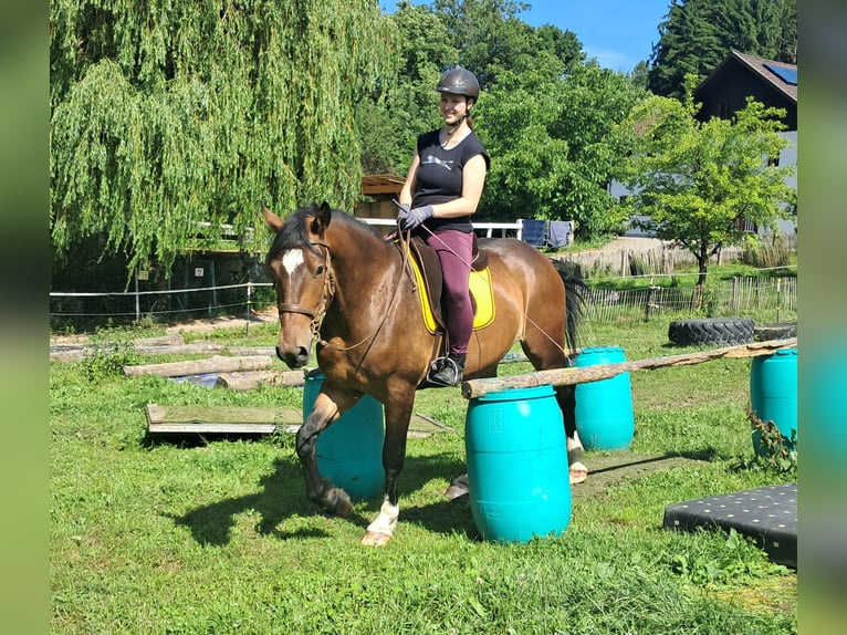Polnisches Warmblut Wallach 4 Jahre 157 cm Brauner in Bayerbach