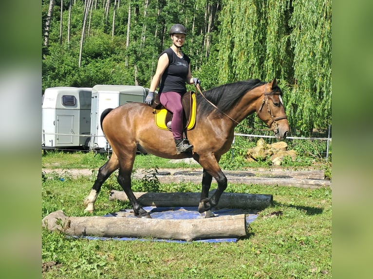 Polnisches Warmblut Wallach 4 Jahre 157 cm Brauner in Bayerbach