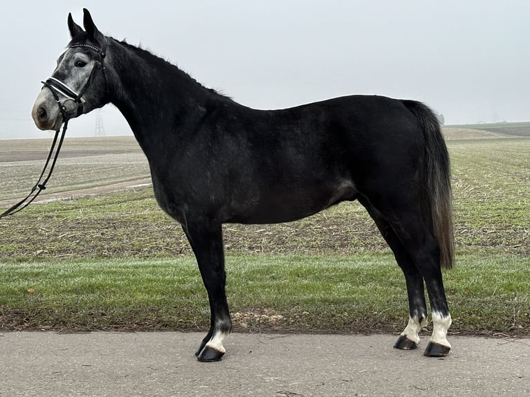 Polnisches Warmblut Wallach 4 Jahre 157 cm Rappschimmel in Riedlingen