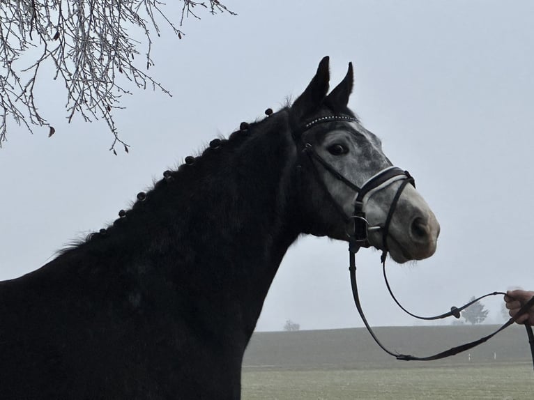 Polnisches Warmblut Wallach 4 Jahre 157 cm Rappschimmel in Riedlingen