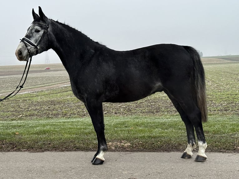 Polnisches Warmblut Wallach 4 Jahre 157 cm Rappschimmel in Riedlingen