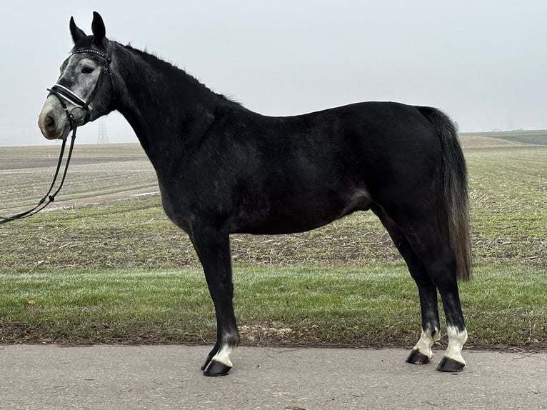 Polnisches Warmblut Wallach 4 Jahre 157 cm Rappschimmel in Riedlingen