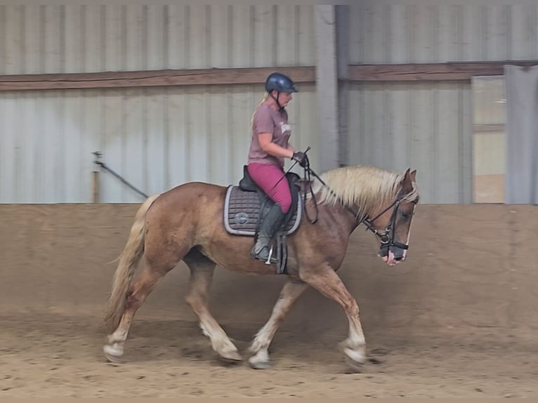 Polnisches Warmblut Mix Wallach 4 Jahre 158 cm Fuchs in Mülheim an der Ruhr