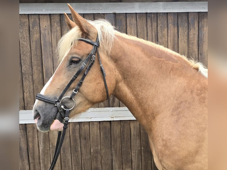 Polnisches Warmblut Mix Wallach 4 Jahre 158 cm Fuchs in Mülheim an der Ruhr