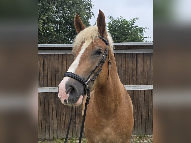 Polnisches Warmblut Mix Wallach 4 Jahre 158 cm Fuchs in Mülheim an der Ruhr