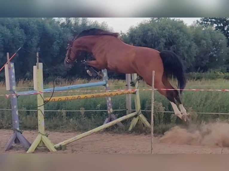 Polnisches Warmblut Wallach 4 Jahre 160 cm Brauner in Grudziądz