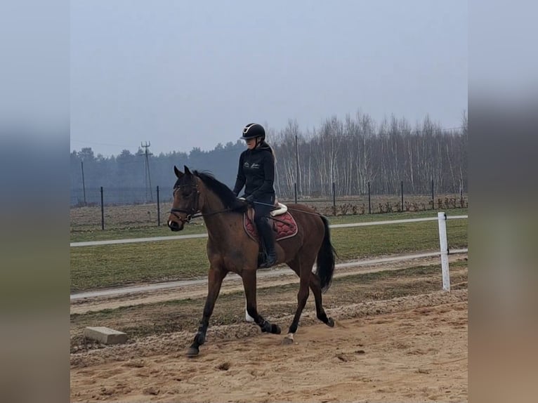 Polnisches Warmblut Wallach 4 Jahre 160 cm Brauner in Forst