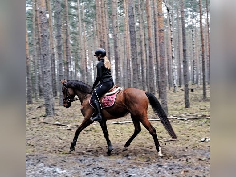 Polnisches Warmblut Wallach 4 Jahre 160 cm Brauner in Forst