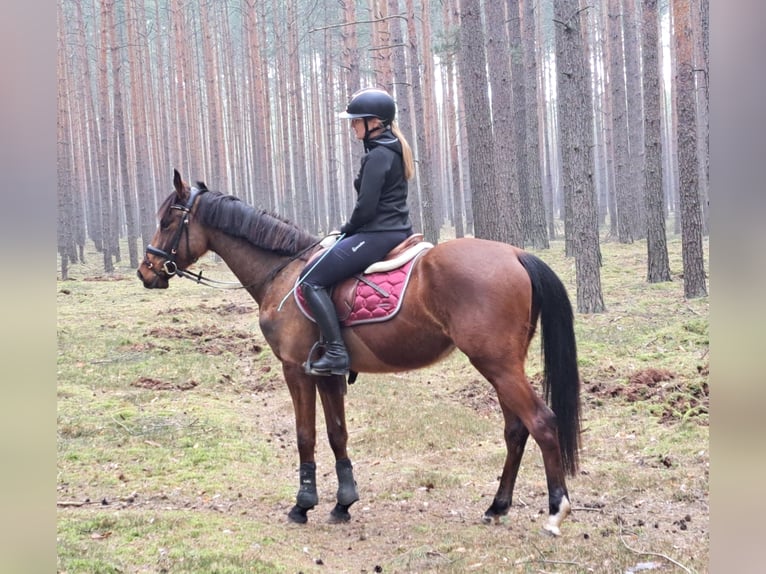 Polnisches Warmblut Wallach 4 Jahre 160 cm Brauner in Forst