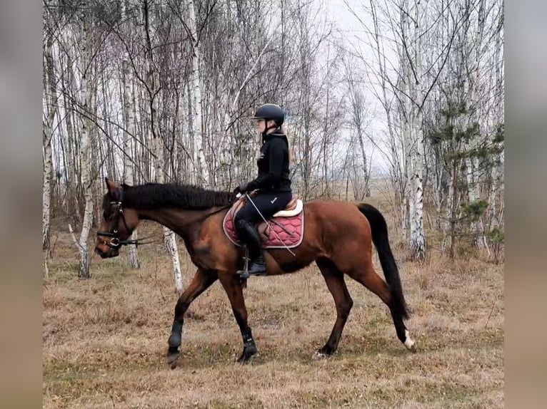 Polnisches Warmblut Wallach 4 Jahre 160 cm Brauner in Forst