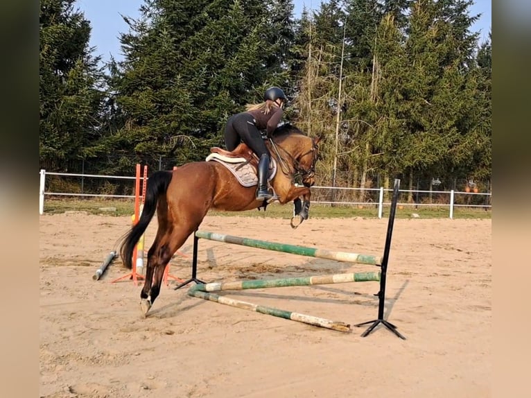 Polnisches Warmblut Wallach 4 Jahre 160 cm Brauner in Forst